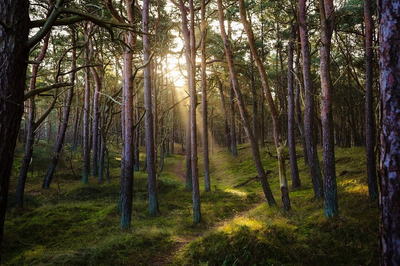 Forest